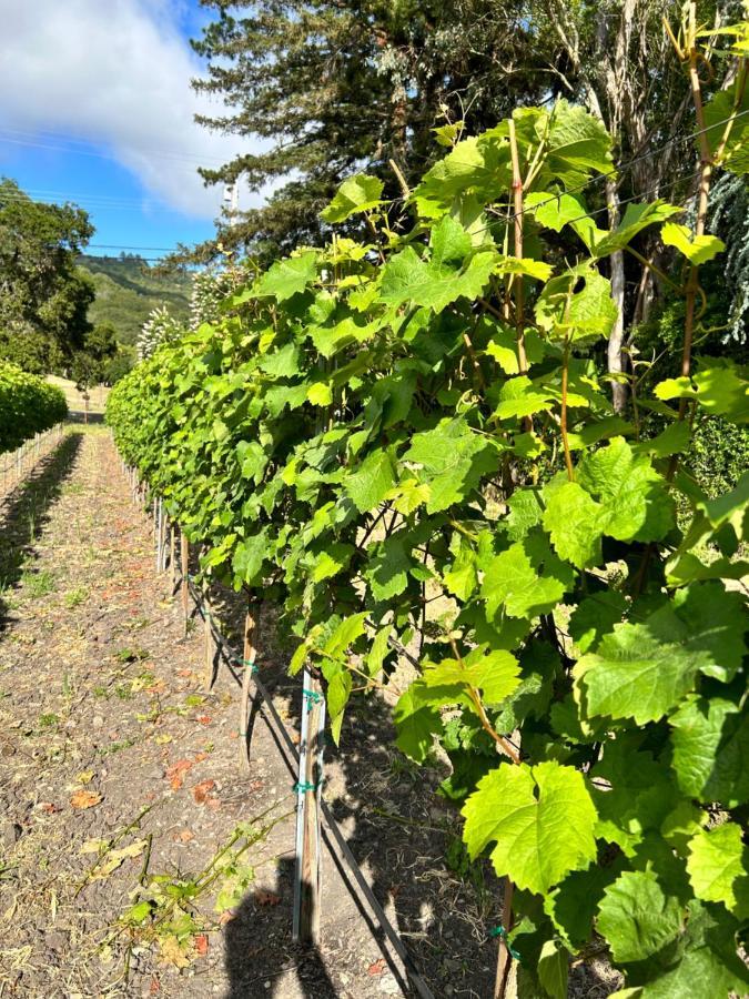 The Gables Wine Country Inn 산타 로사 외부 사진